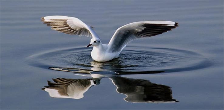 nalsarovar bird